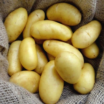 Picture of Jazzy Summer Planting Potatoes - 15 x 6 Tubers